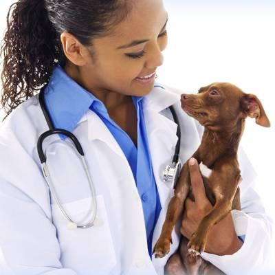 Veterinarian Assistant holding a puppy